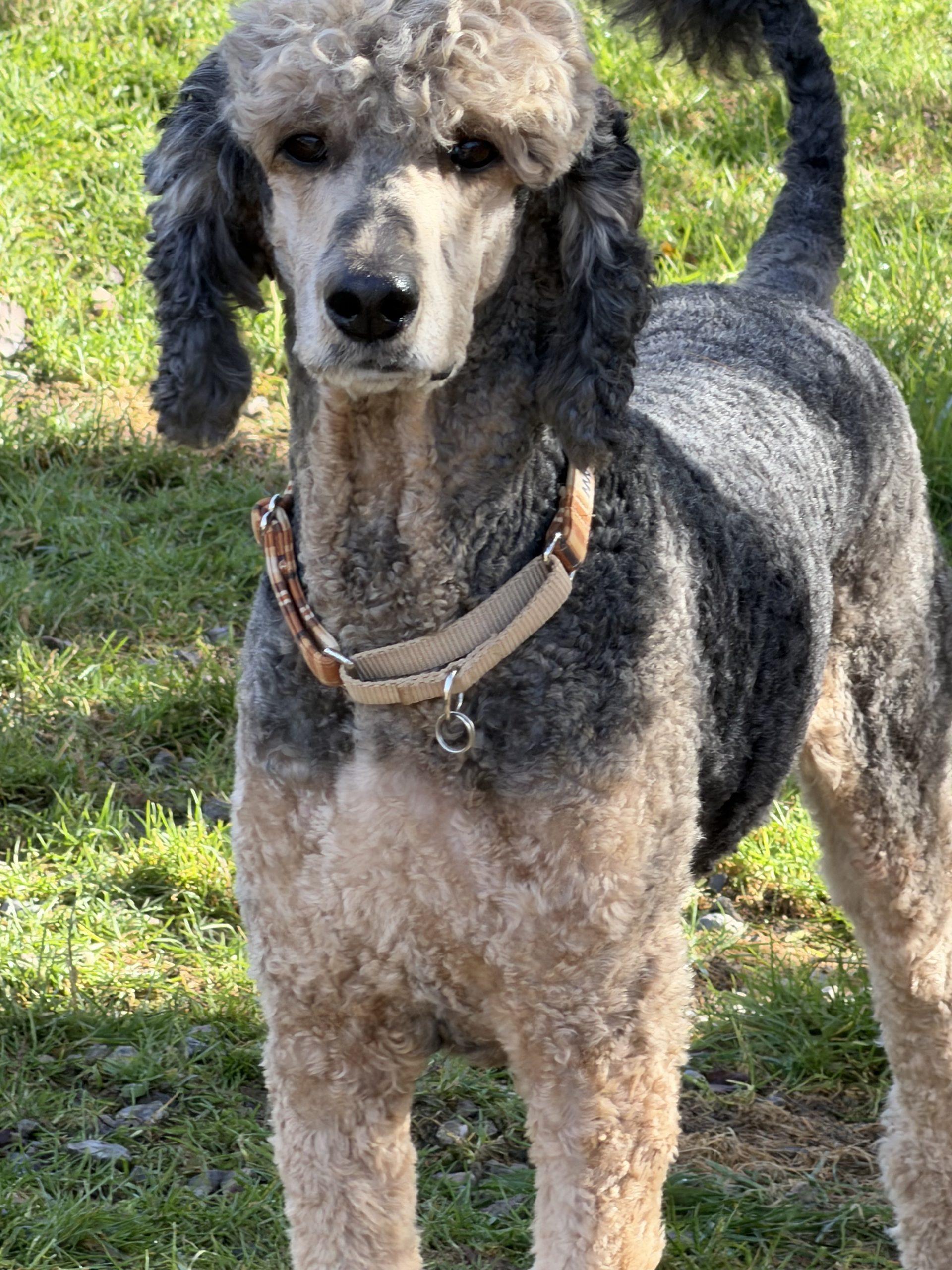 Enlarge Benny, a ADOPTABLE Standard Poodle in Toronto, ON image 4/4
