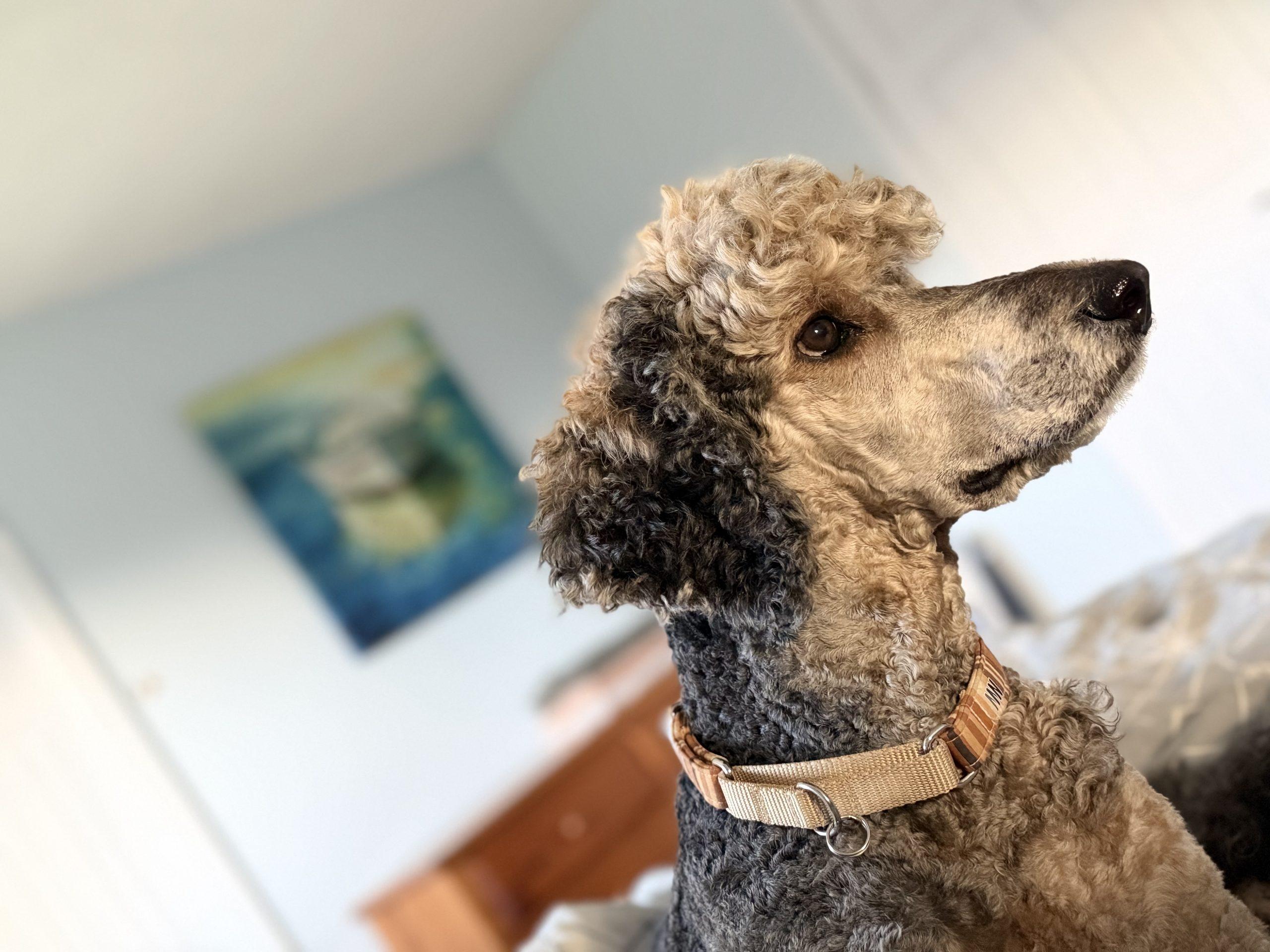 Enlarge Benny, a ADOPTABLE Standard Poodle in Toronto, ON image 2/4