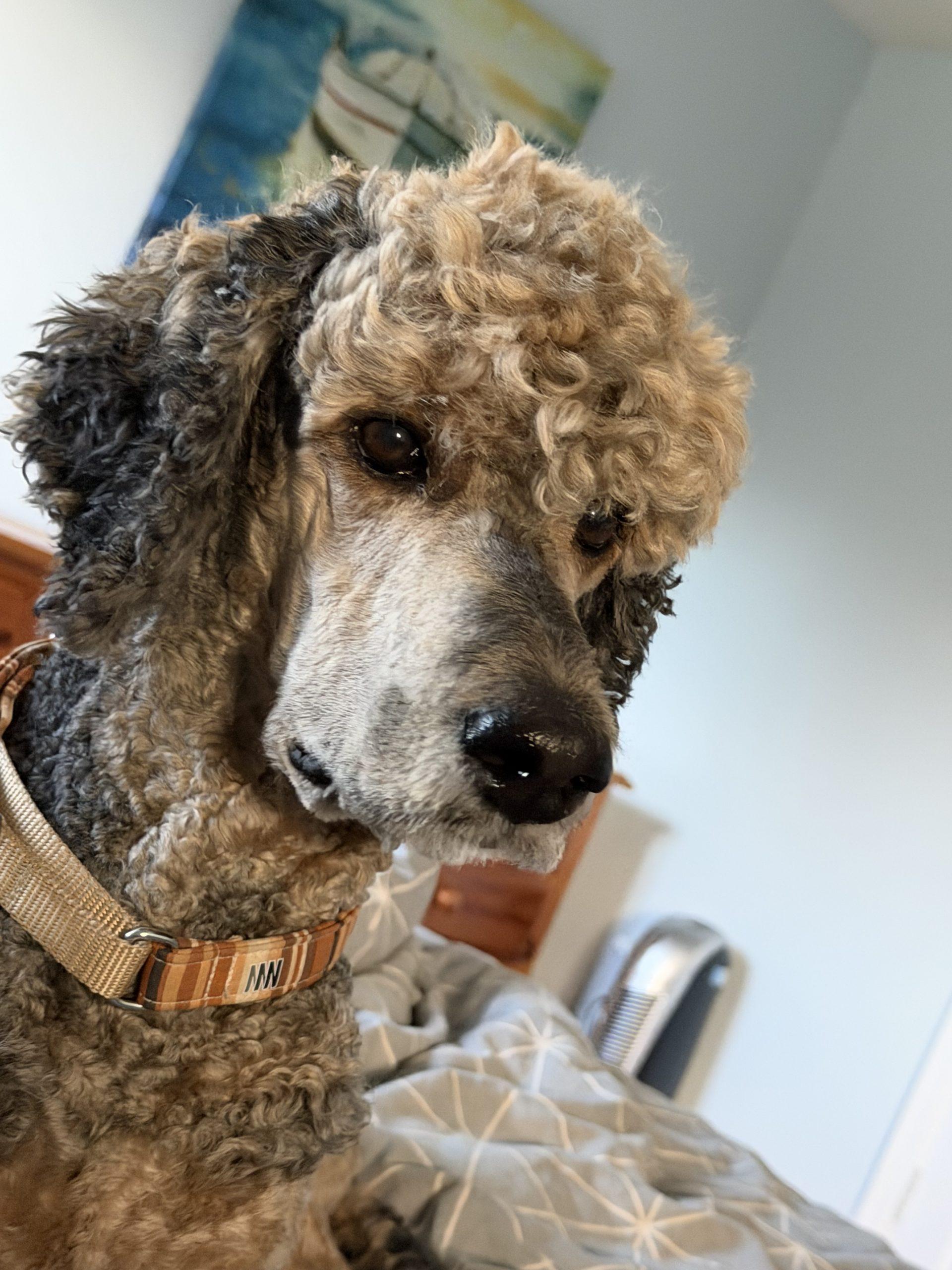 Enlarge Benny, a ADOPTABLE Standard Poodle in Toronto, ON image 3/4