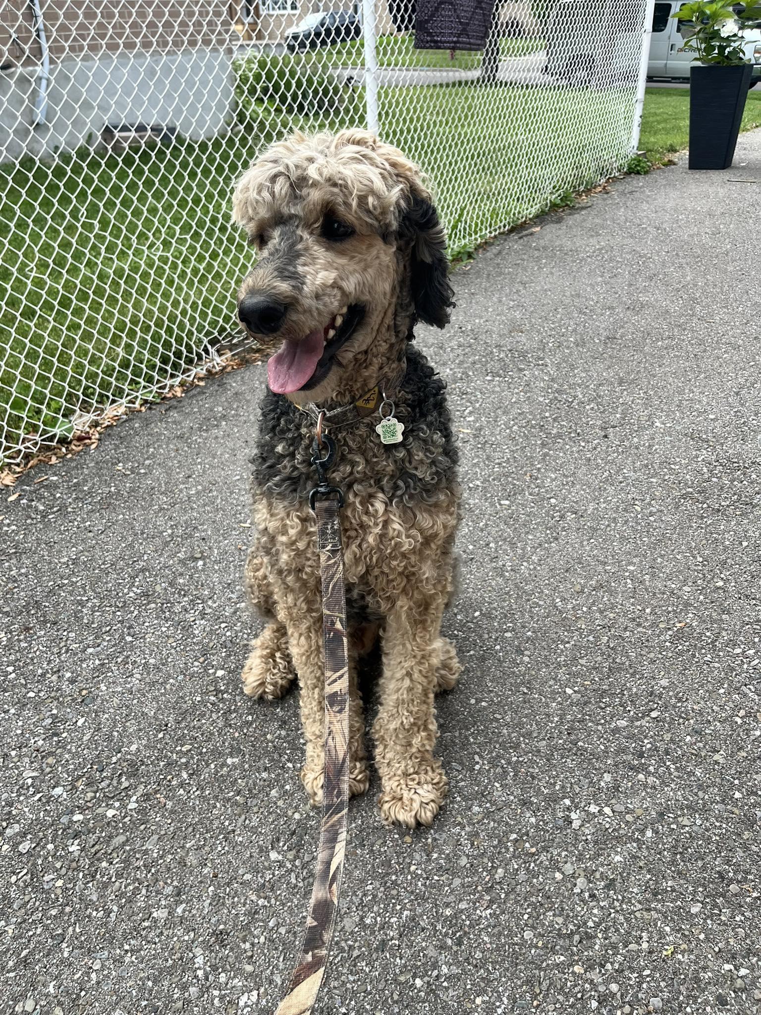 Enlarge Benny, a ADOPTABLE Standard Poodle in Toronto, ON image 1/4