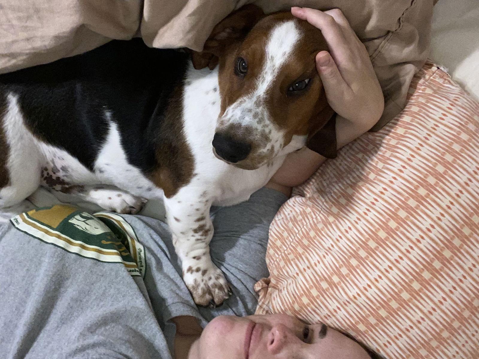 Enlarge Hurley, a Adopted Basset Hound in Grapevine, TX image 2/2