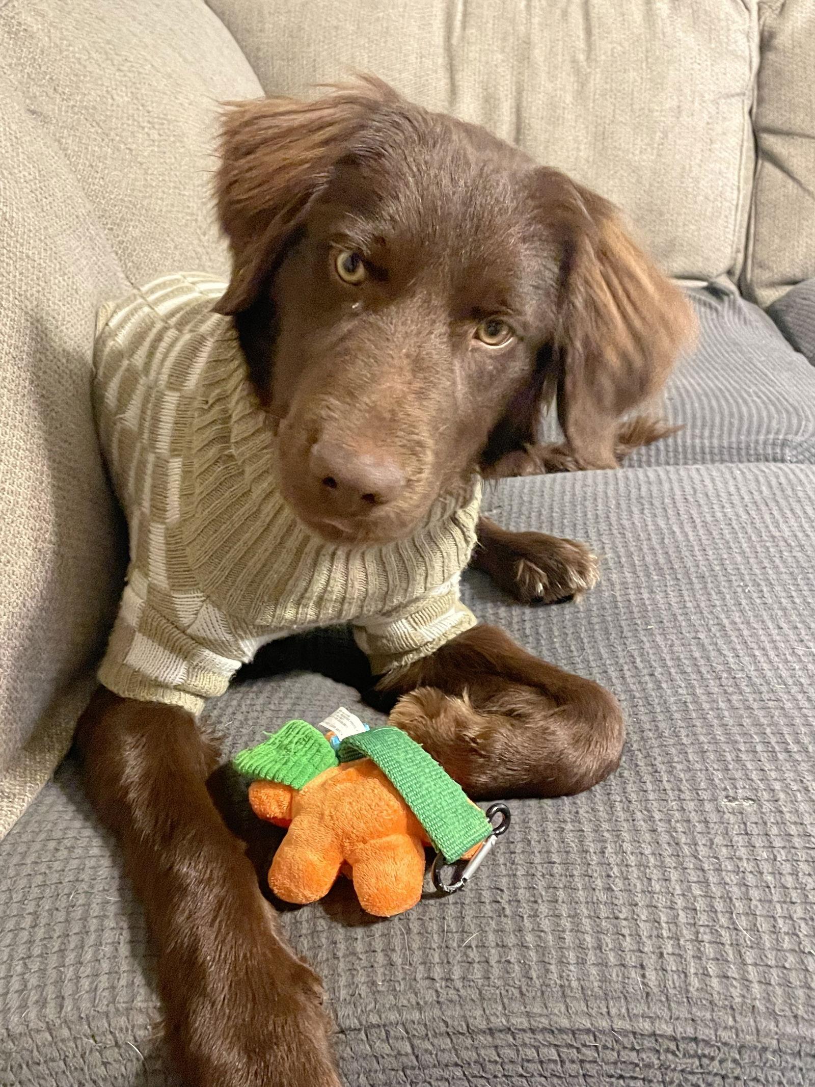 Benny, a Adopted mixed breed in Columbus, IN image 1/3