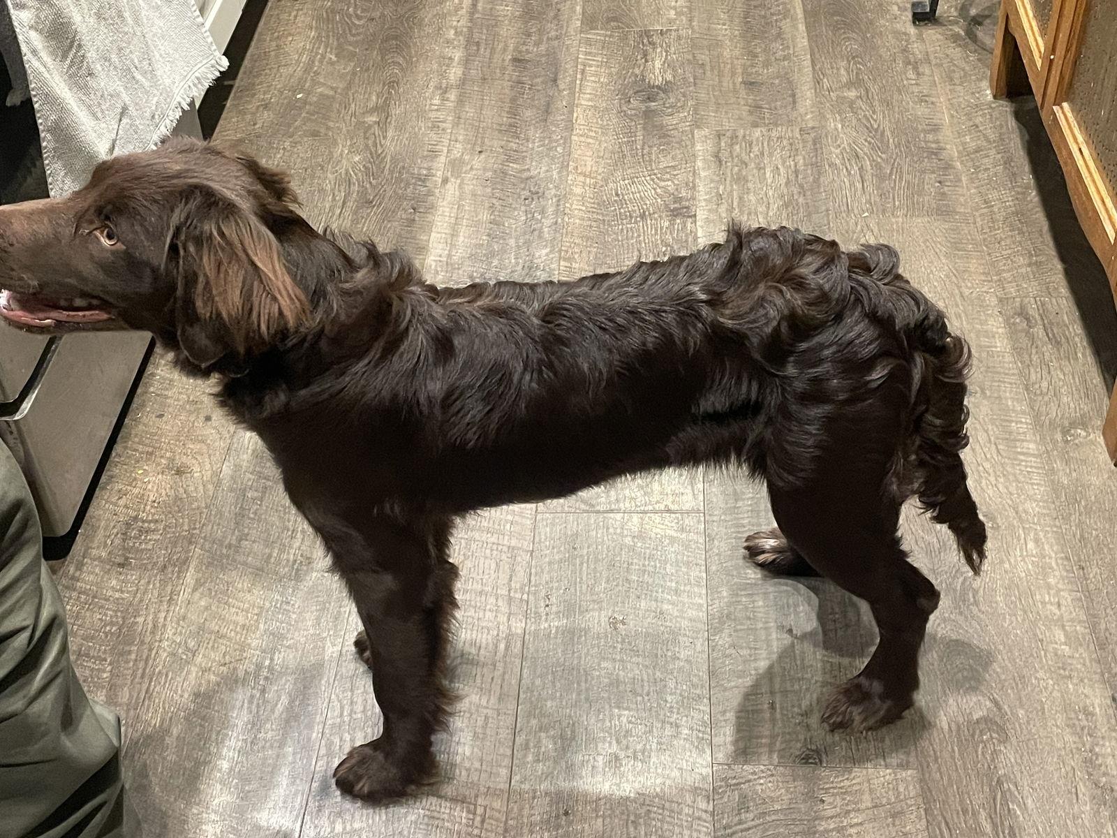 Benny, a Adopted mixed breed in Columbus, IN image 3/3