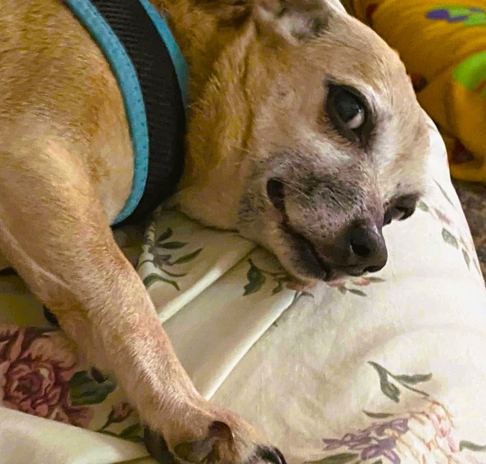 NIA, a ADOPTABLE mixed breed in Yakima, WA image 1/5