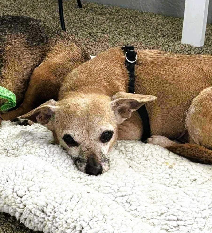 NIA, a ADOPTABLE mixed breed in Yakima, WA image 3/5