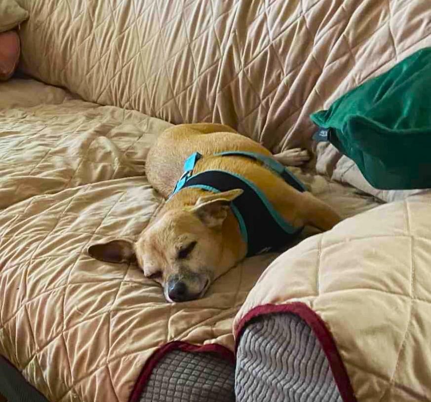 NIA, a ADOPTABLE mixed breed in Yakima, WA image 4/5