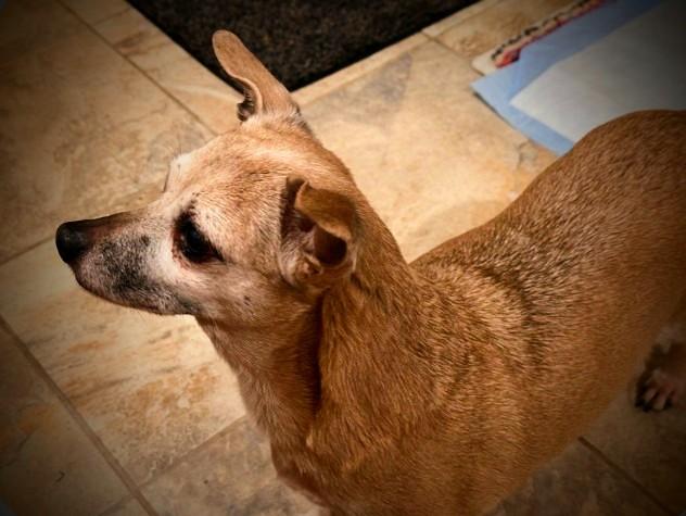 NIA, a ADOPTABLE mixed breed in Yakima, WA image 2/5