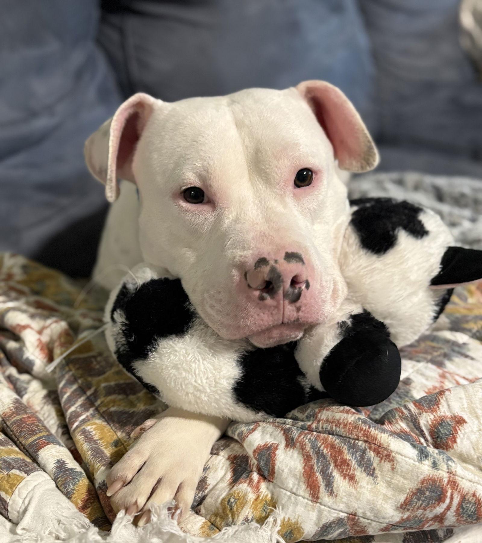 Bowen, Adoptable, Adult Male Mixed Breed.