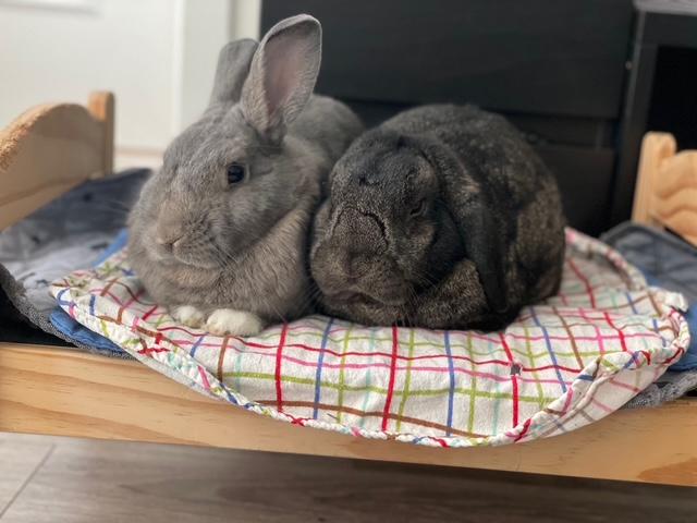 Enlarge Cocoa & Sylvie (South Surrey), a Adoptable mixed breed in Vancouver, BC image 1/2