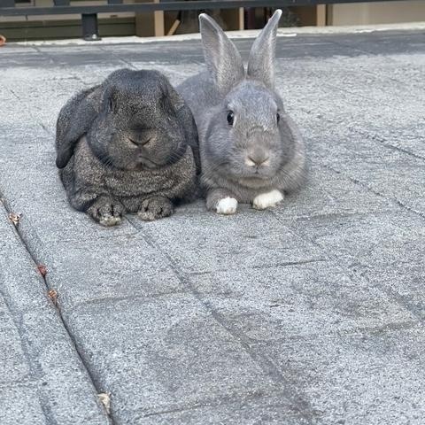 Enlarge Cocoa & Sylvie (South Surrey), a Adoptable mixed breed in Vancouver, BC image 2/2