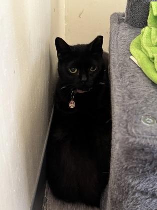 Enlarge Gracie, a Adoptable mixed breed in St. Anne, IL image 2/2