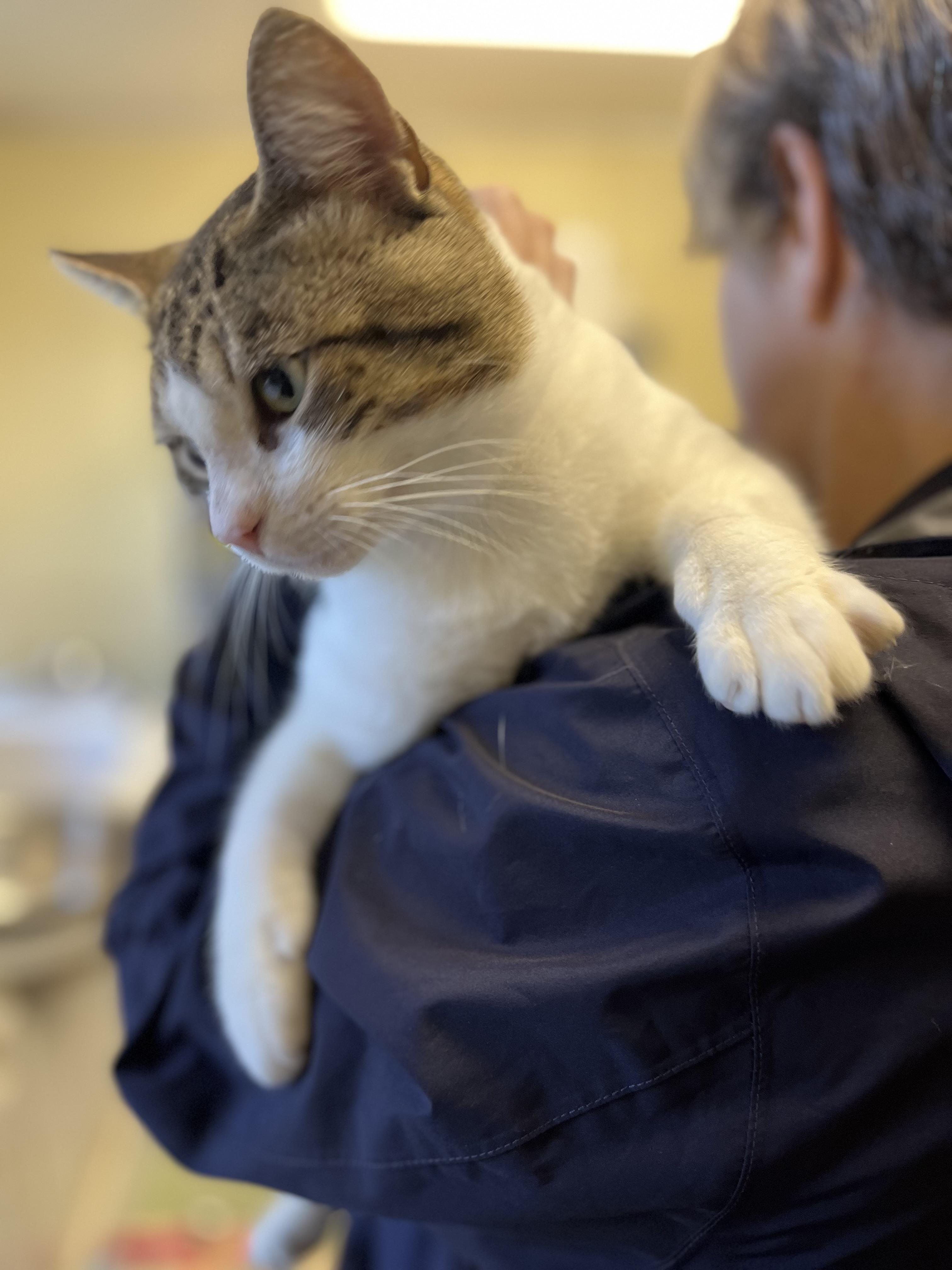 Samson, an adoptable Tabby, Domestic Short Hair in Richmond Hill, GA, 31324 | Photo Image 1