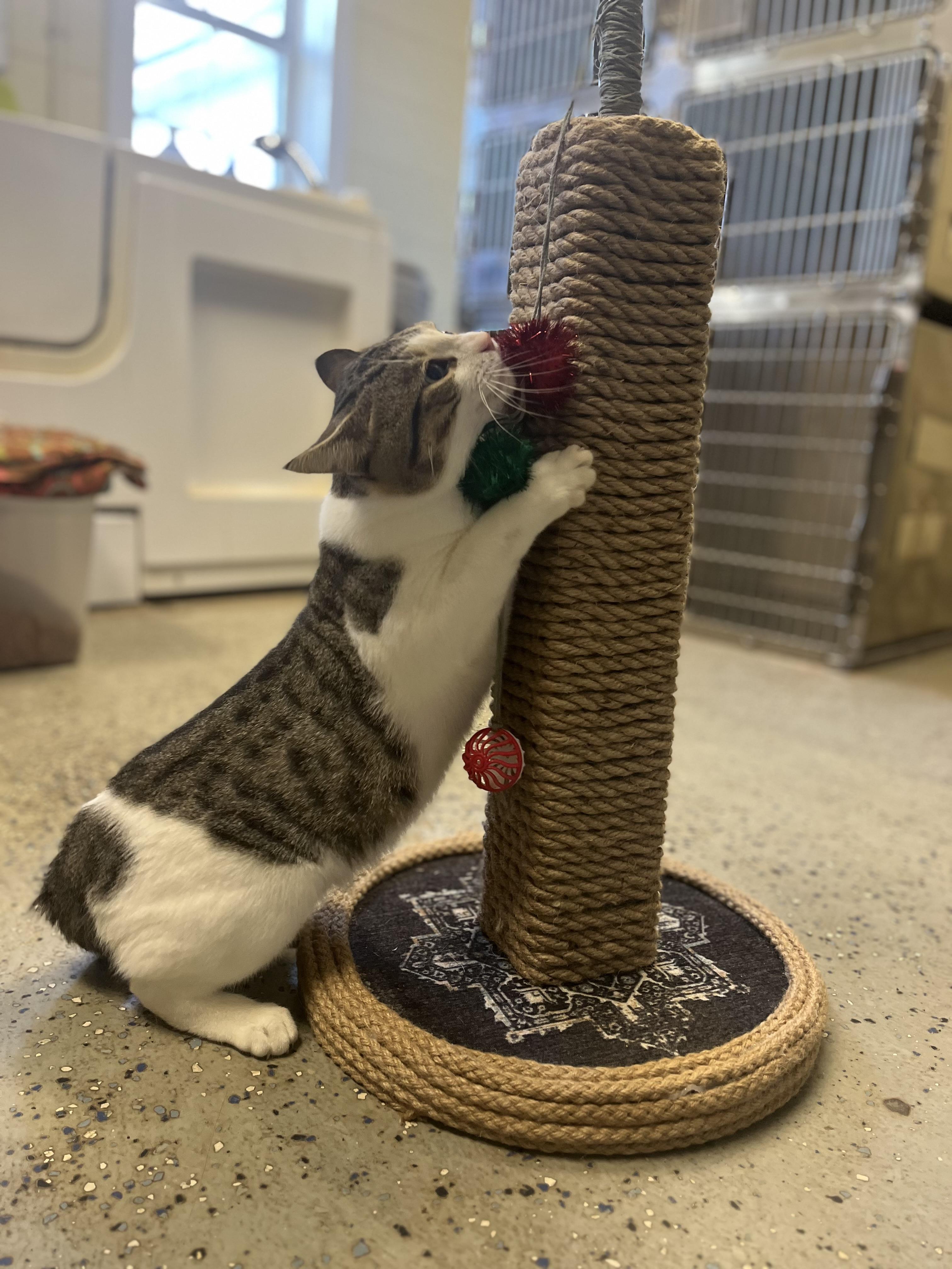 Samson, an adoptable Tabby, Domestic Short Hair in Richmond Hill, GA, 31324 | Photo Image 3