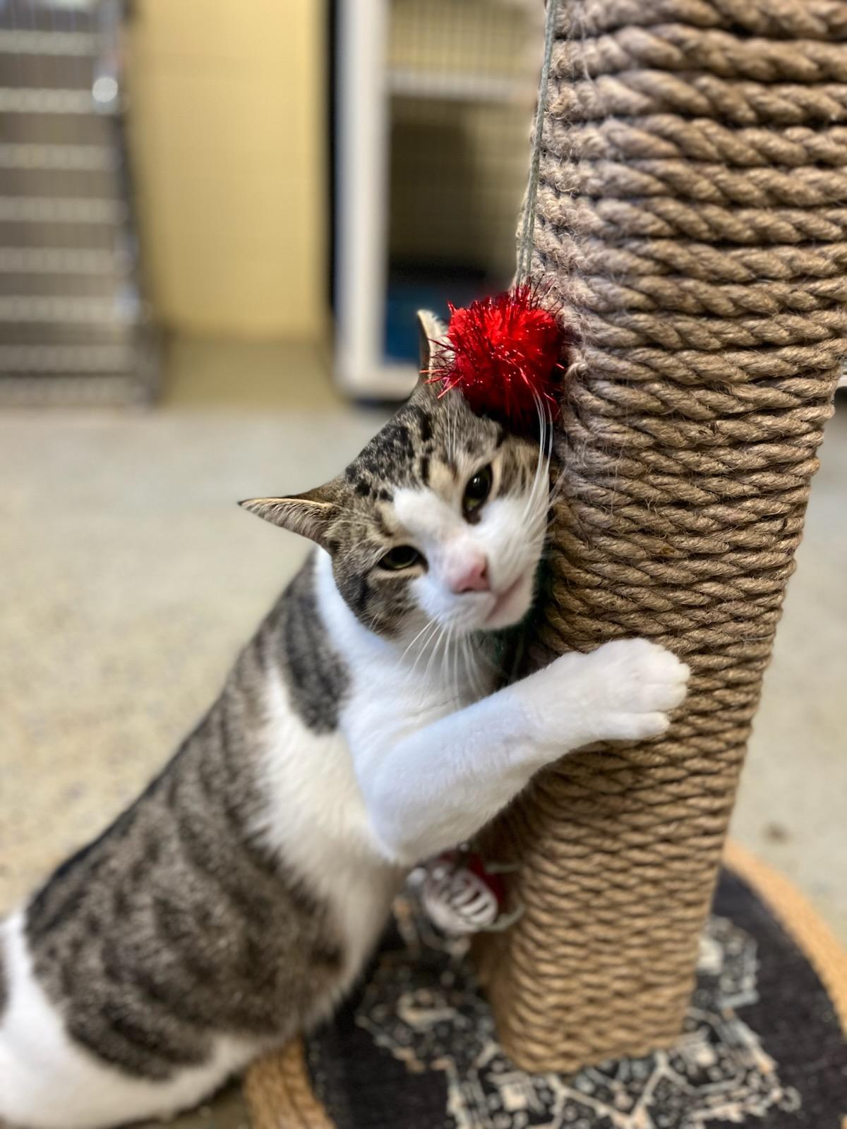 Samson, an adoptable Tabby, Domestic Short Hair in Richmond Hill, GA, 31324 | Photo Image 2