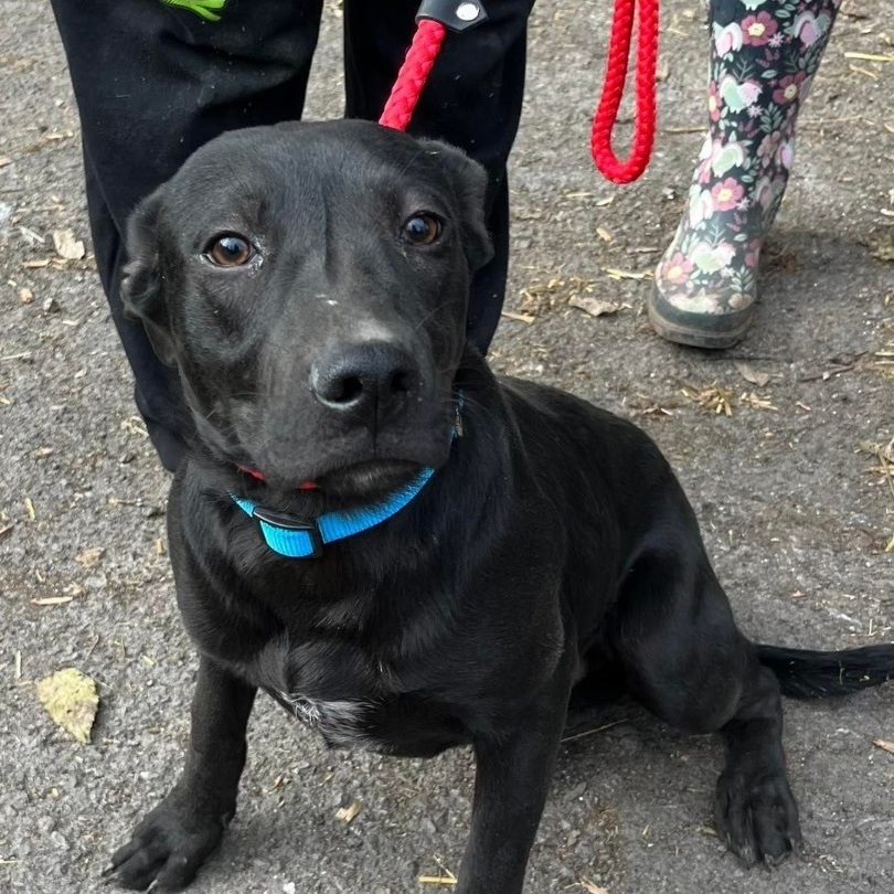 Lewis , Adoptable, Young Male Boxer & Black Labrador Retriever.