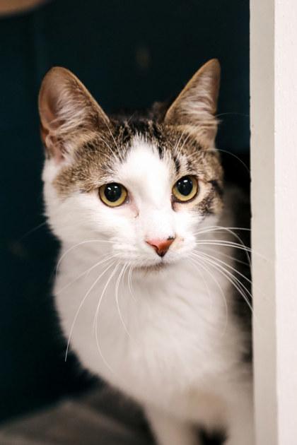 Enlarge Ameria, a Adoptable Domestic Short Hair in Dothan, AL image 1/1
