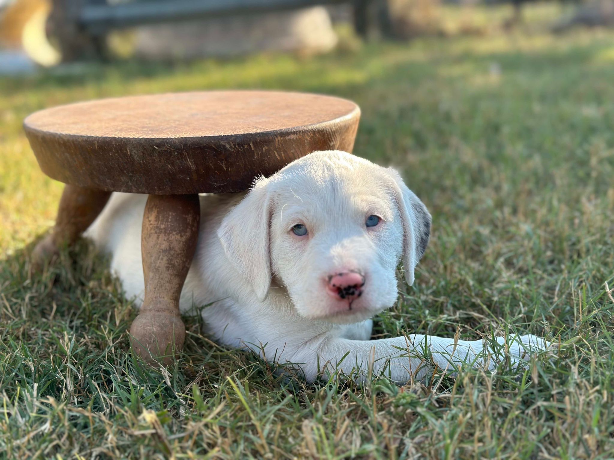 Dog for adoption Nolan Hamilton 1 of 8 siblings looking for a family