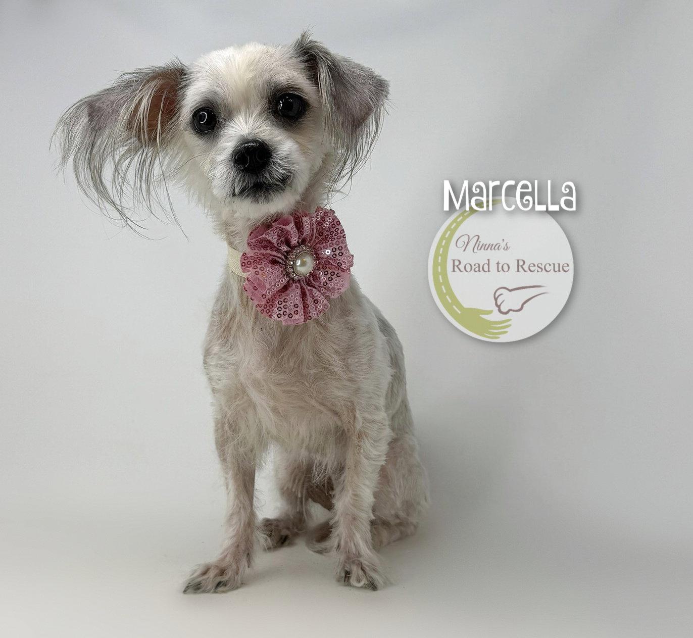 Enlarge Marcella, a Adoptable mixed breed in Benton, LA image 1/3