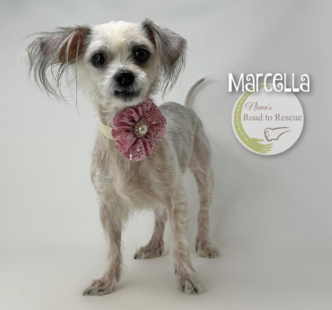 Enlarge Marcella, a Adoptable mixed breed in Benton, LA image 2/3