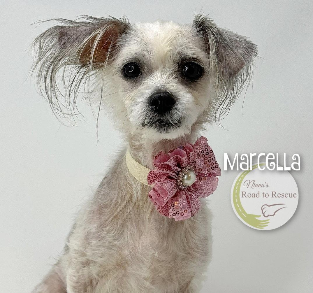 Enlarge Marcella, a Adoptable mixed breed in Benton, LA image 3/3
