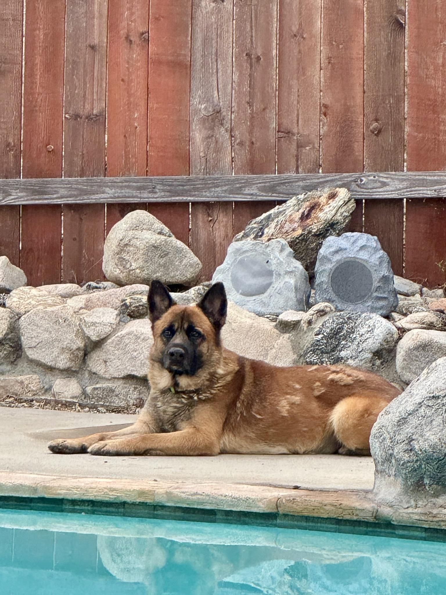 Zeke, a Adoptable German Shepherd Dog in San Jose, CA image 6/6