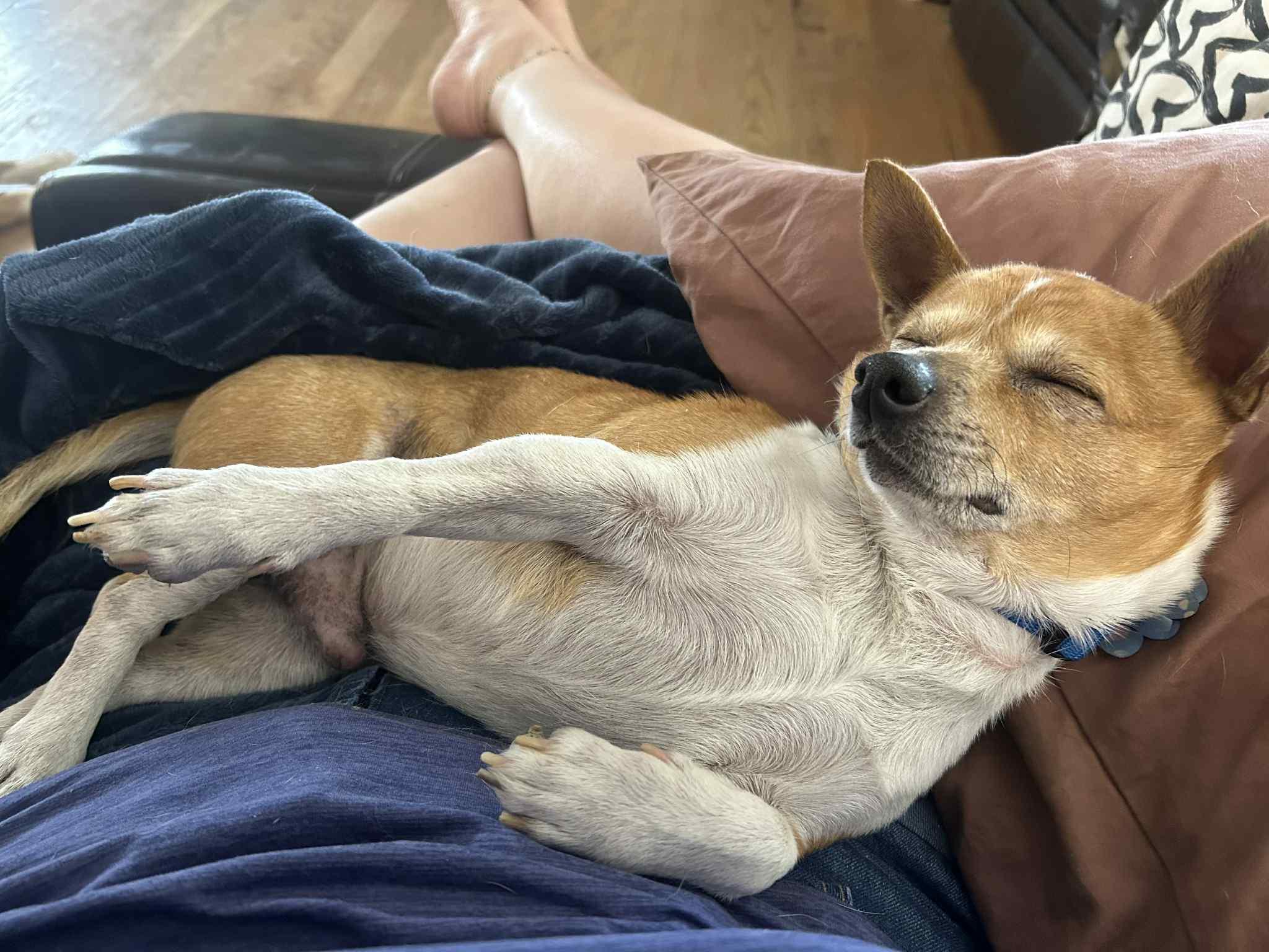 Enlarge Jasper, a Adoptable mixed breed in Florence, KY image 2/6