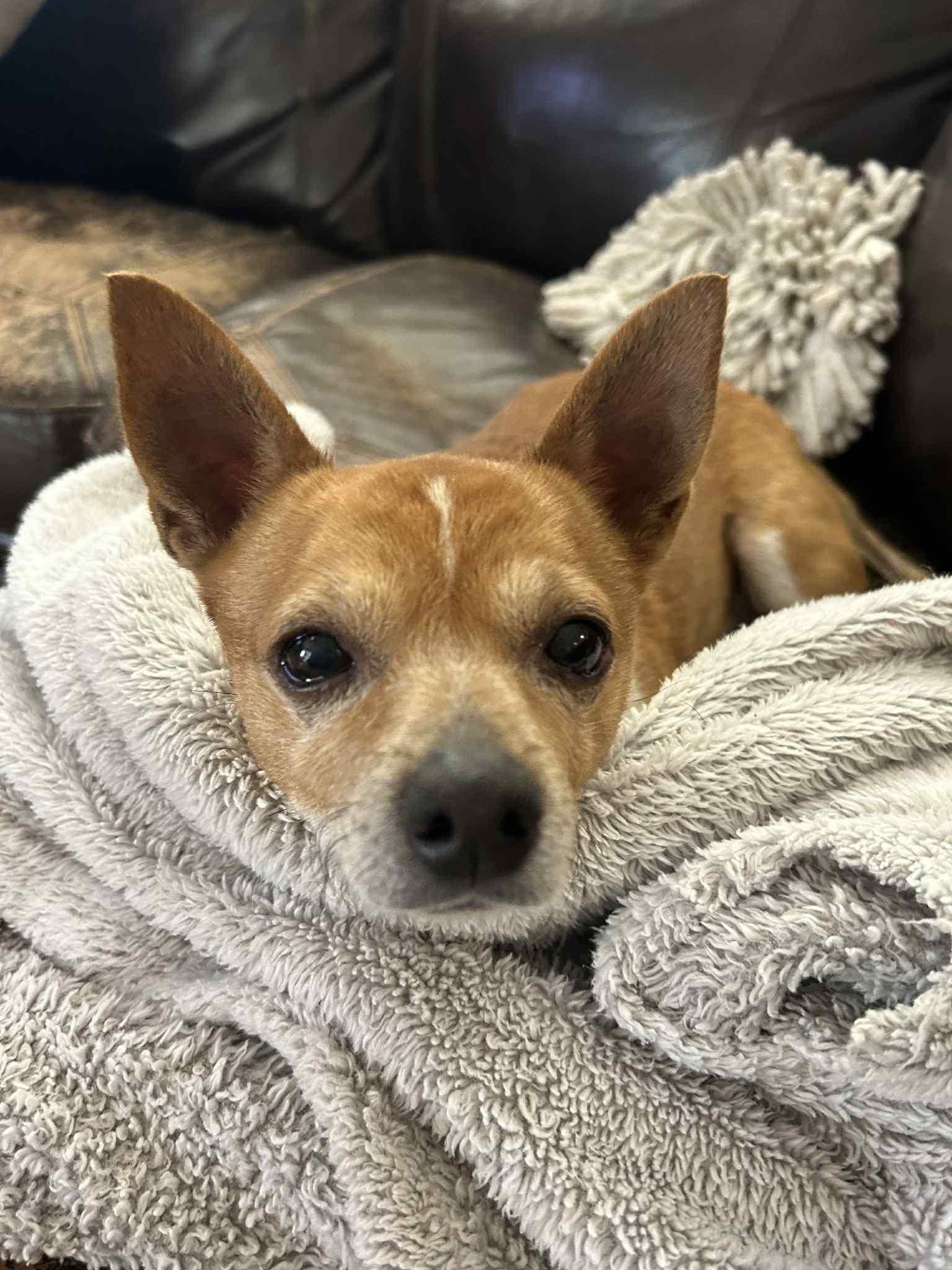 Enlarge Jasper, a Adoptable mixed breed in Florence, KY image 3/6