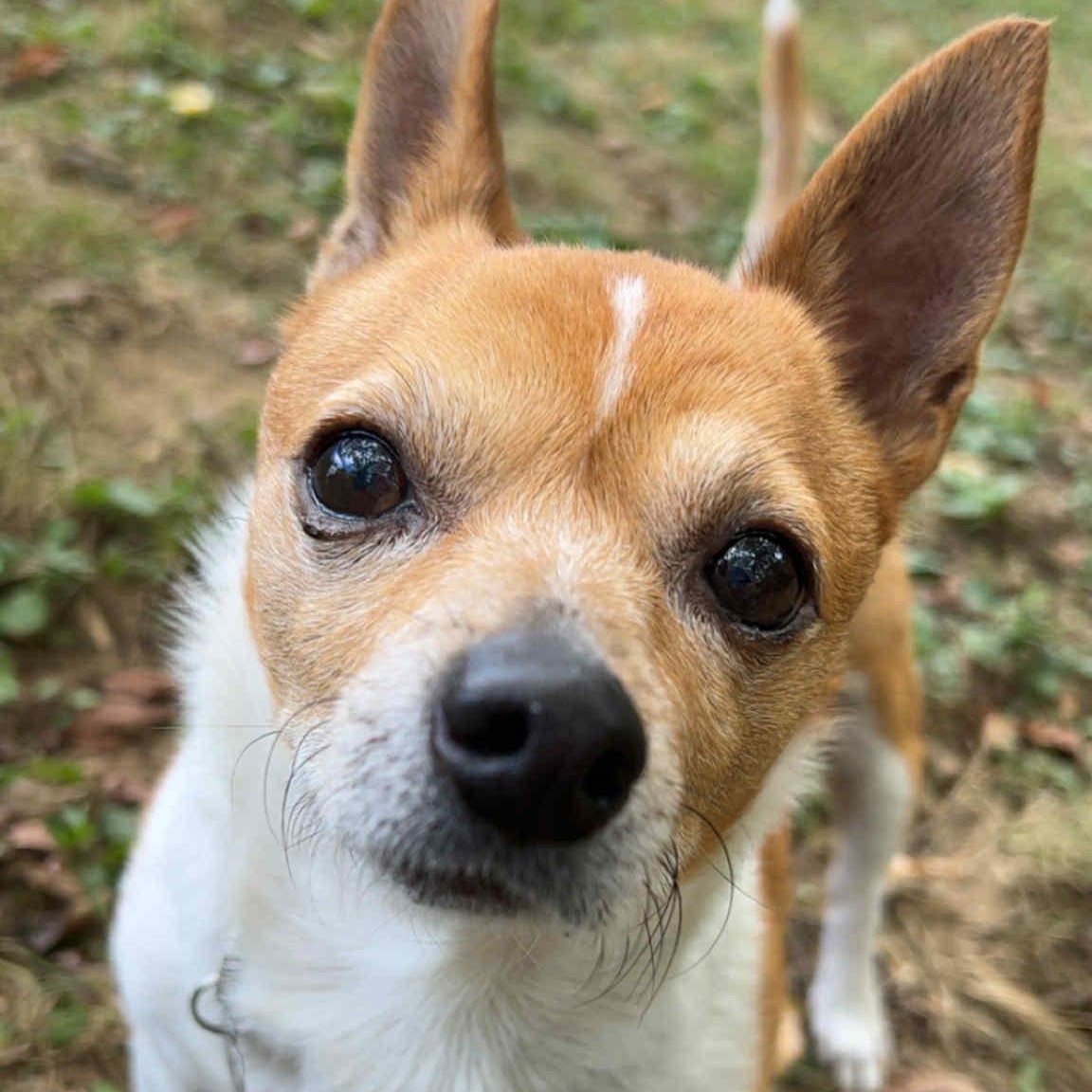 Enlarge Jasper, a Adoptable mixed breed in Florence, KY image 1/6