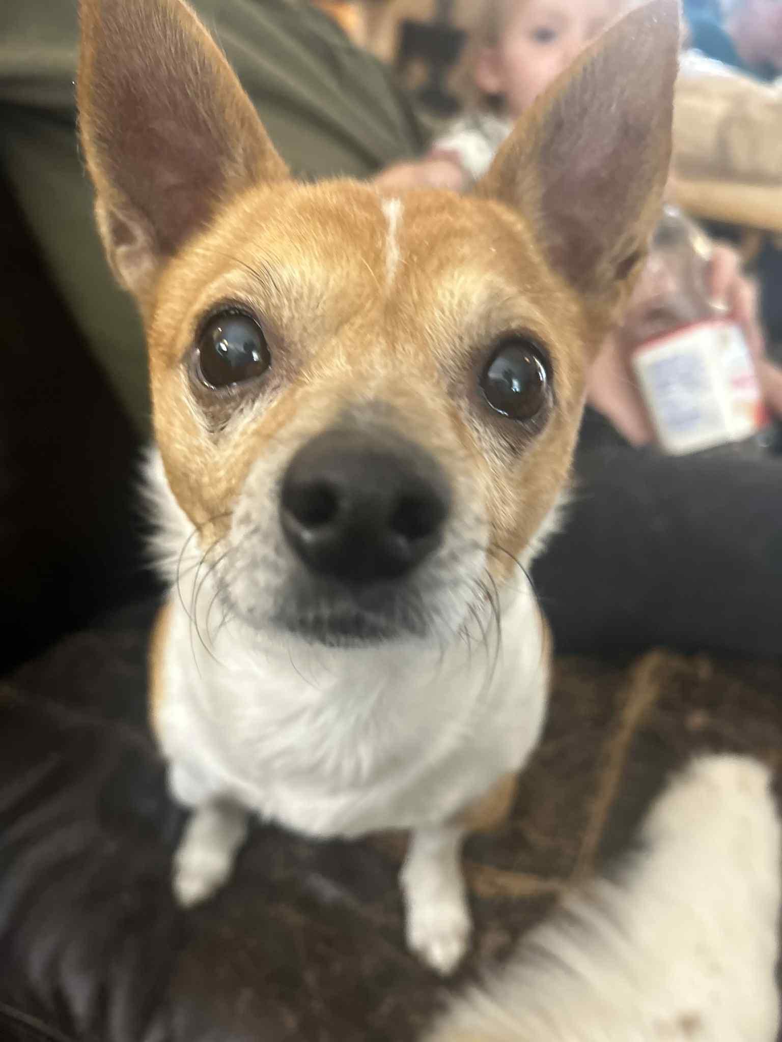 Enlarge Jasper, a Adoptable mixed breed in Florence, KY image 4/6