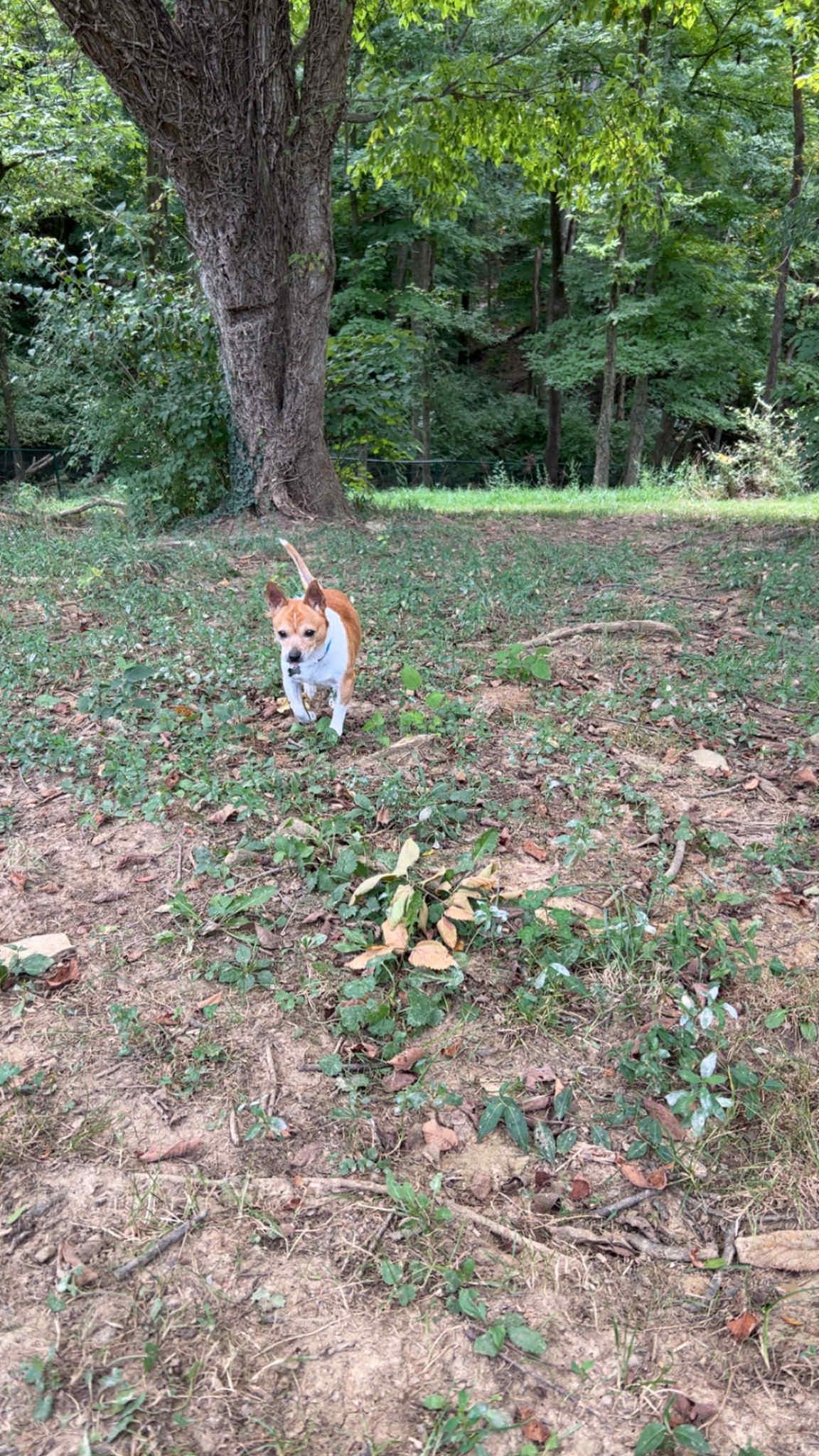 Enlarge Jasper, a Adoptable mixed breed in Florence, KY image 5/6