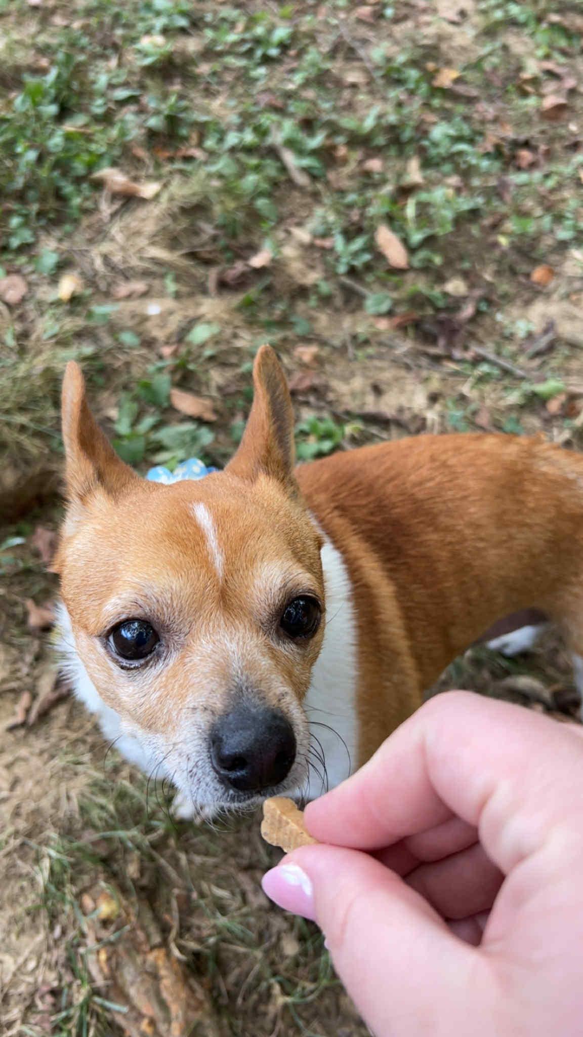 Enlarge Jasper, a Adoptable mixed breed in Florence, KY image 6/6