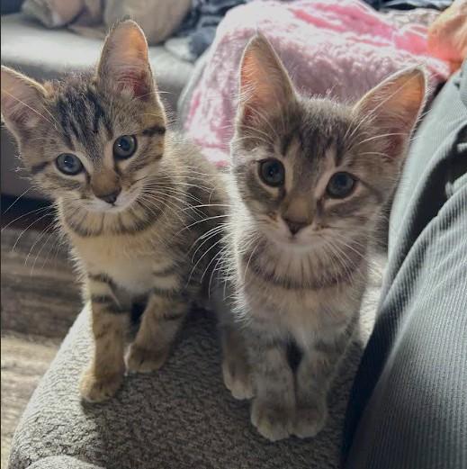Peanut & Butter, Adopted, Kitten Female Domestic Short Hair.
