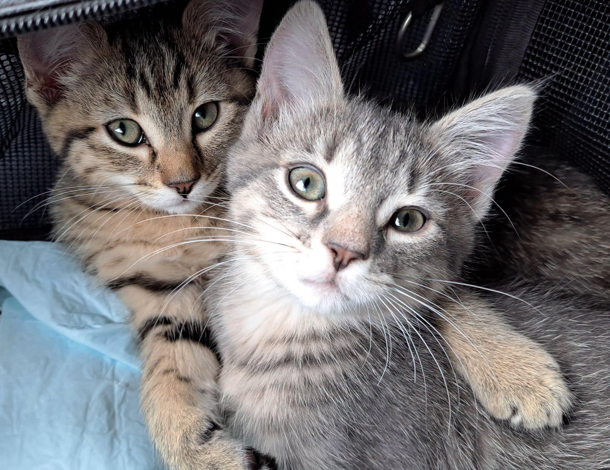Enlarge Peanut & Butter, a Adopted Domestic Short Hair in Saanichton, BC image 3/4