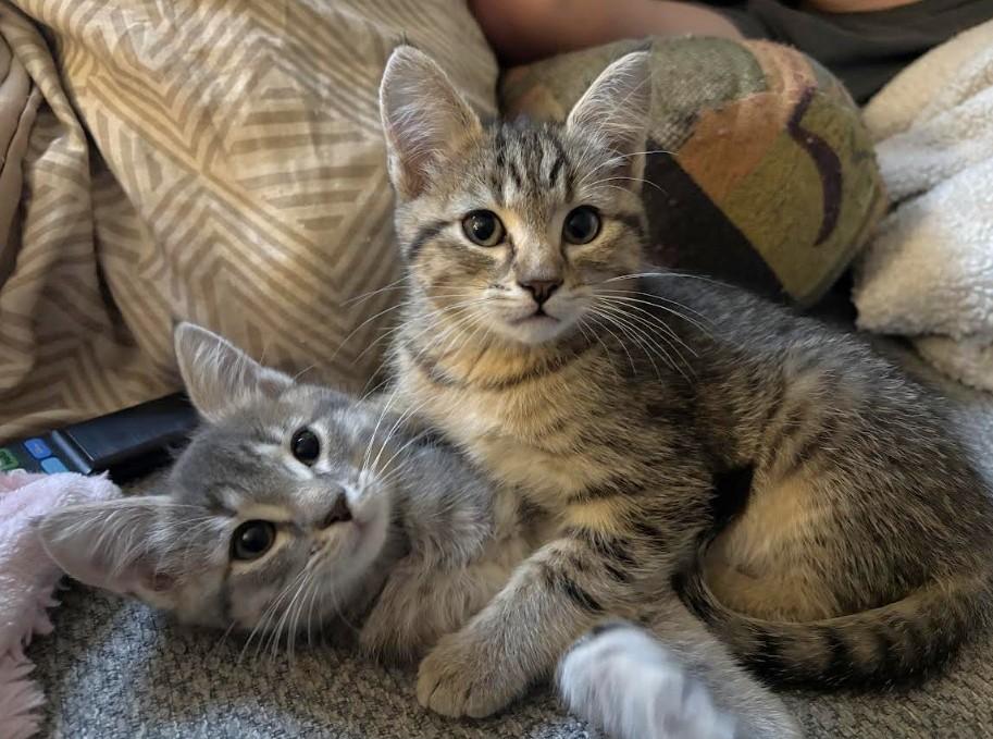Enlarge Peanut & Butter, a Adopted Domestic Short Hair in Saanichton, BC image 2/4