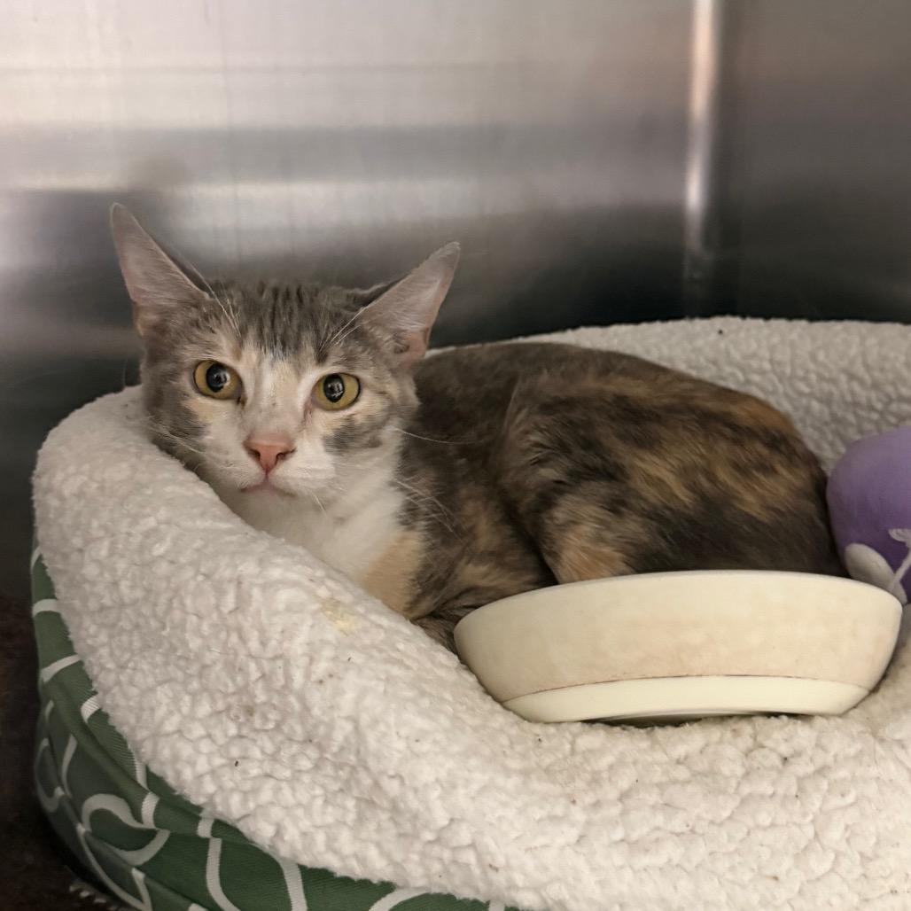 Enlarge Minnow, a Adoptable Domestic Short Hair in Blairsville, GA image 1/2