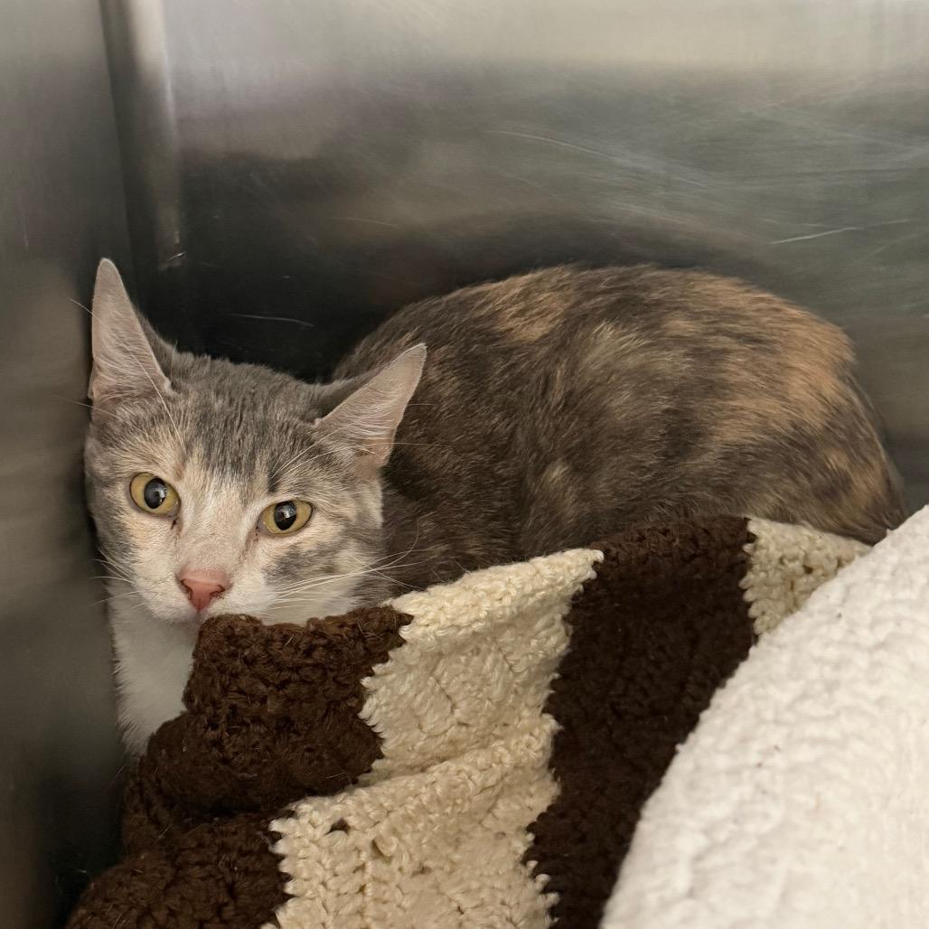 Enlarge Minnow, a Adoptable Domestic Short Hair in Blairsville, GA image 2/2