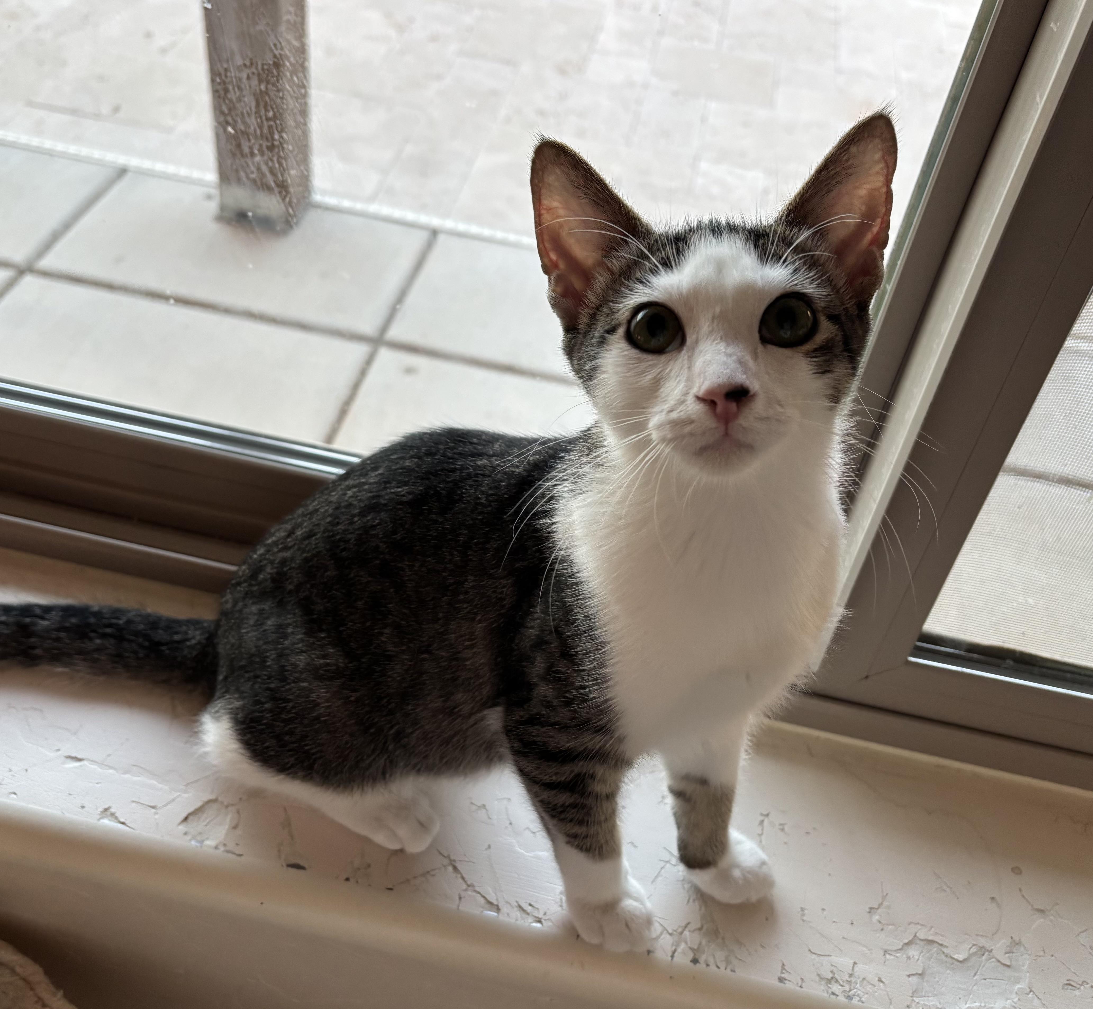 Enlarge Diamond (male), a ADOPTABLE Domestic Short Hair in Sierra Vista, AZ image 1/4