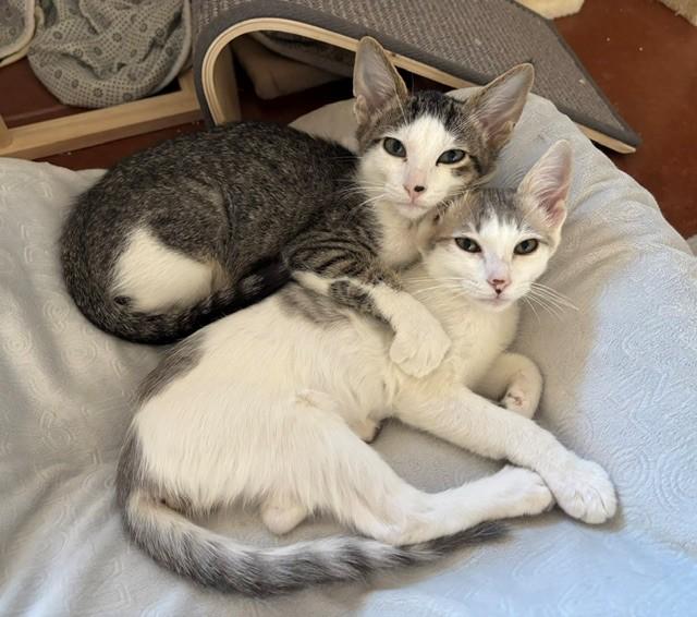 Enlarge Diamond (male), a ADOPTABLE Domestic Short Hair in Sierra Vista, AZ image 1/1