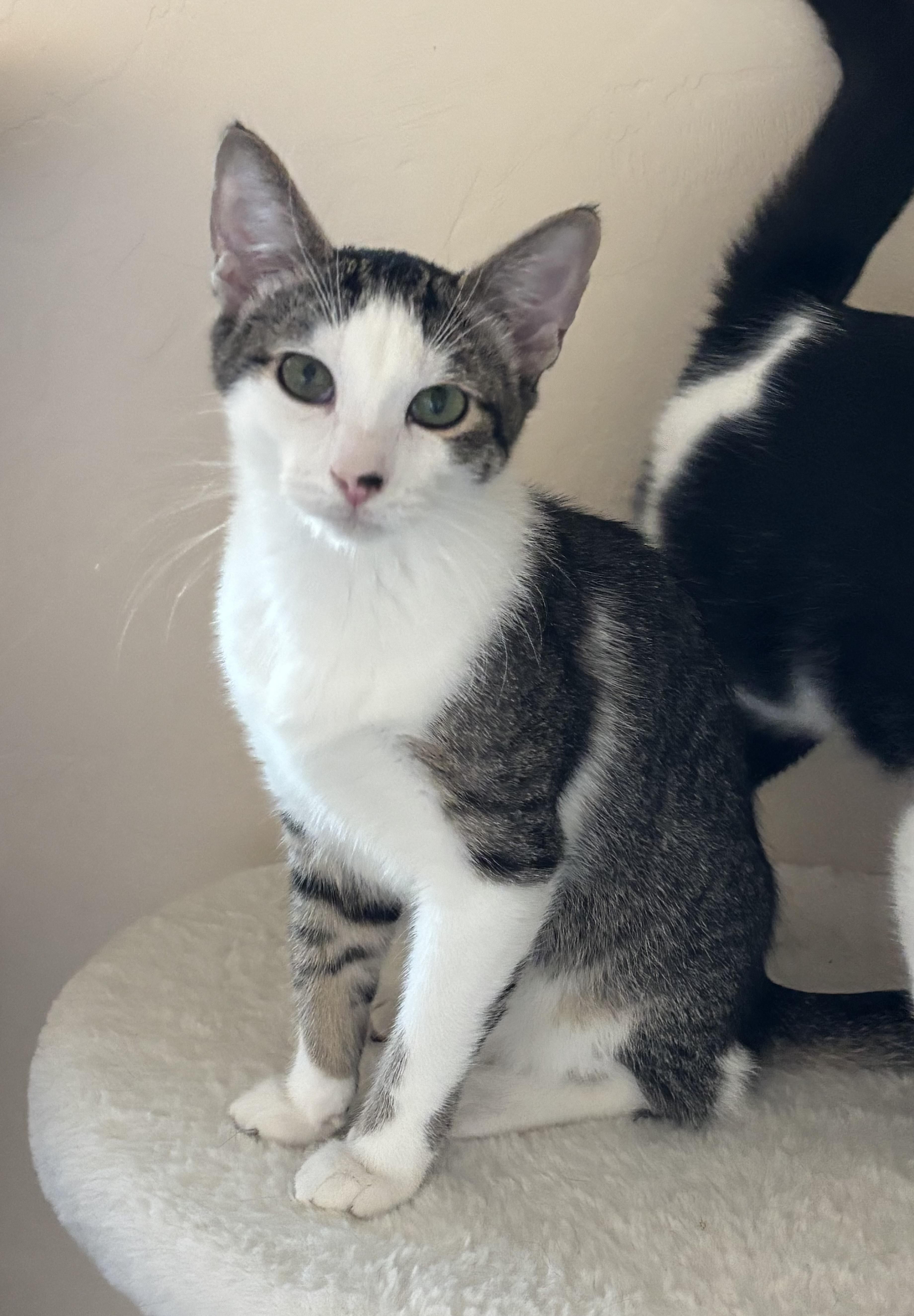 Enlarge Diamond (male), a Adoptable Domestic Short Hair in Sierra Vista, AZ image 1/5