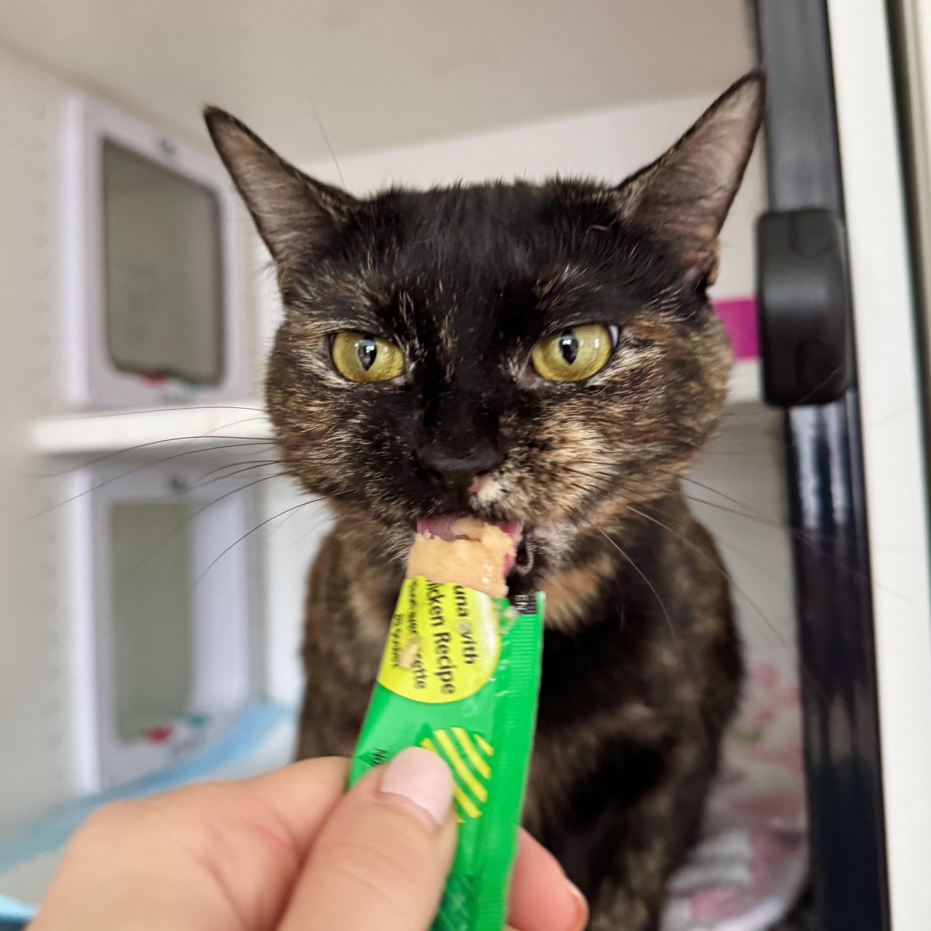 Fallon, ADOPTABLE, Young Female Domestic Short Hair.