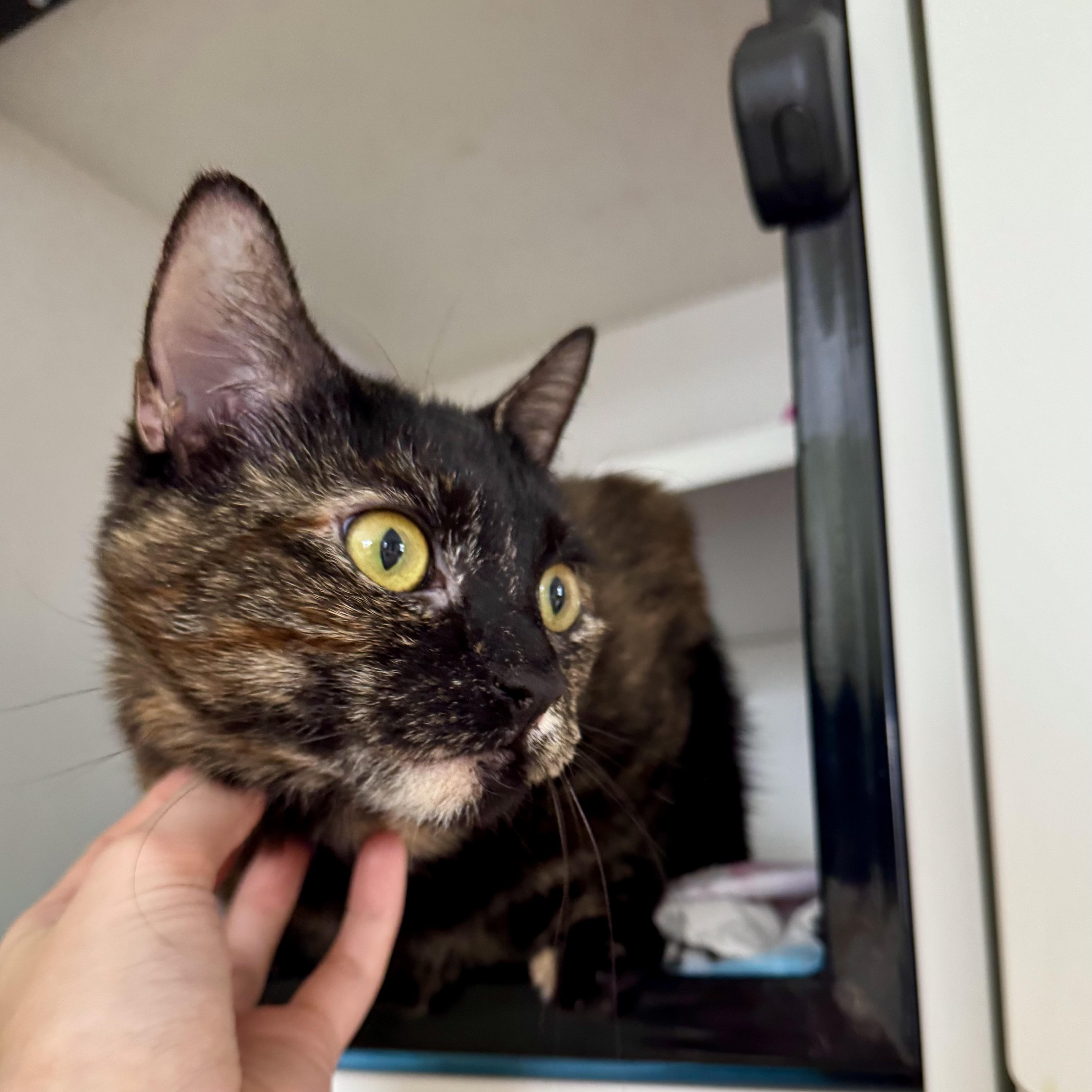 Enlarge Fallon, a ADOPTABLE Domestic Short Hair in Ramsey, NJ image 5/5