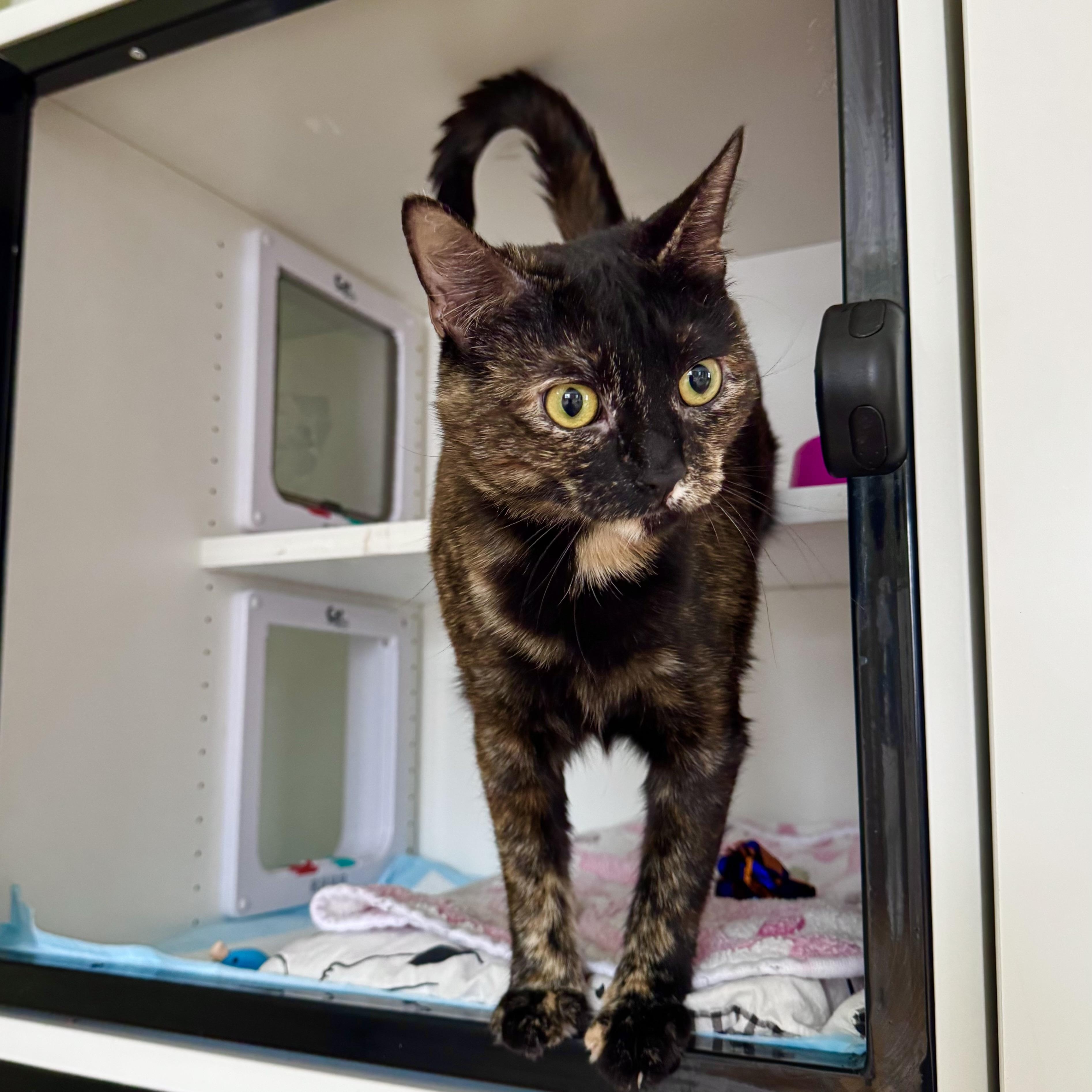 Enlarge Fallon, a ADOPTABLE Domestic Short Hair in Ramsey, NJ image 3/5