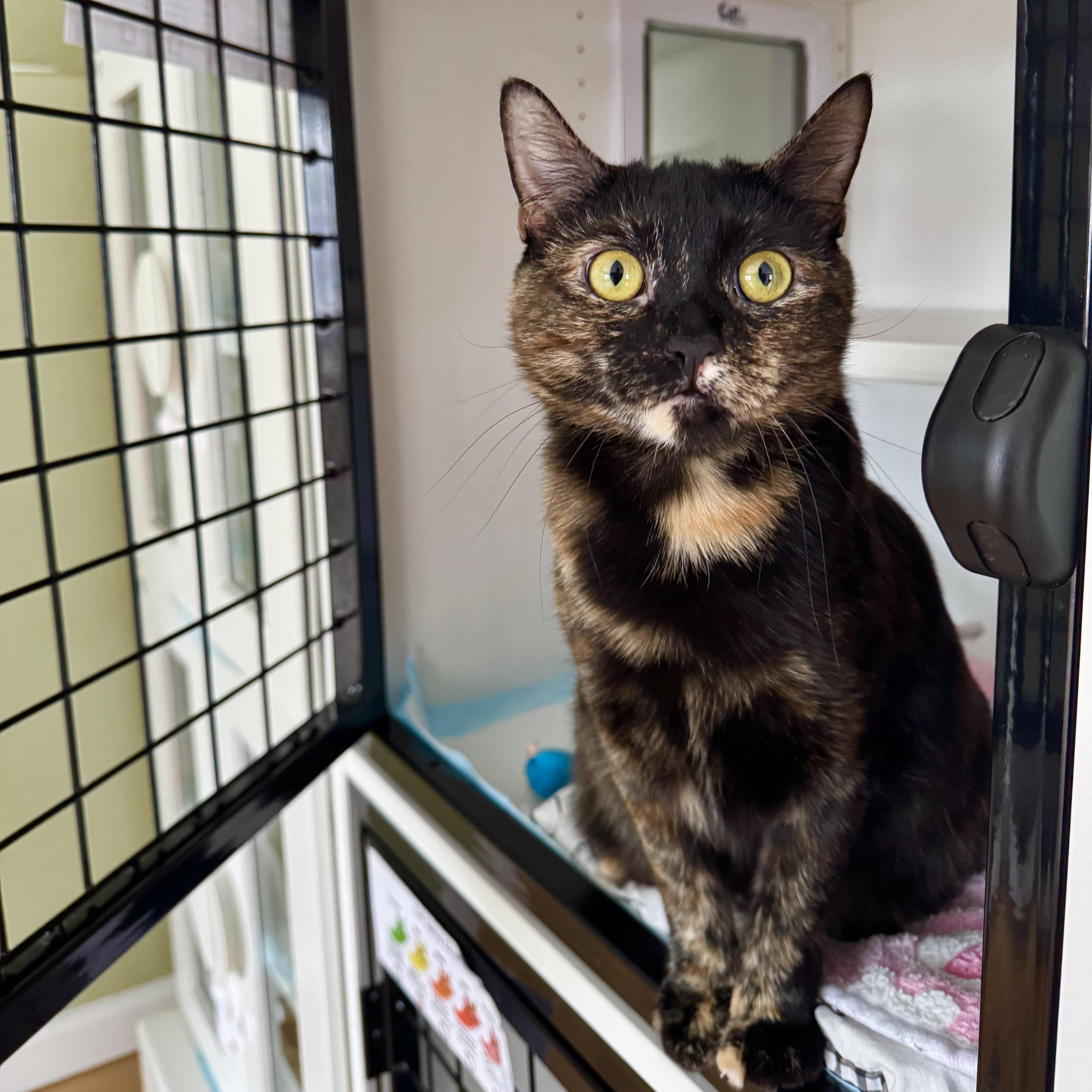 Enlarge Fallon, a ADOPTABLE Domestic Short Hair in Ramsey, NJ image 4/5