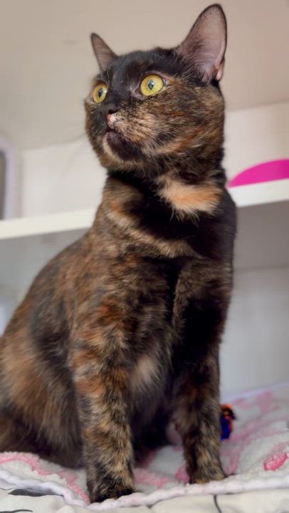 Enlarge Fallon, a ADOPTABLE Domestic Short Hair in Ramsey, NJ video 2/5