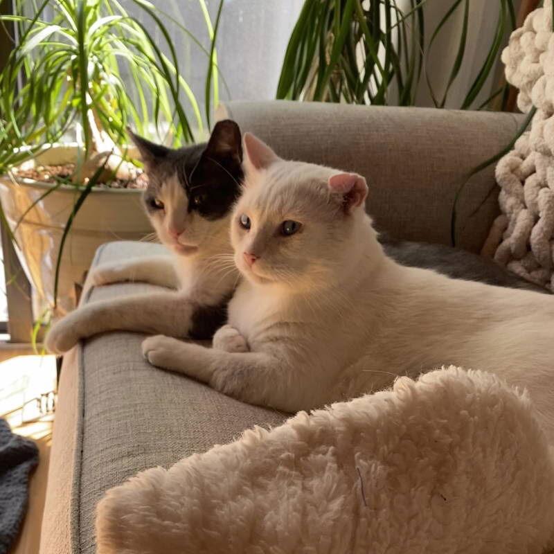 Angelo, Adoptable, Adult Male Domestic Short Hair.