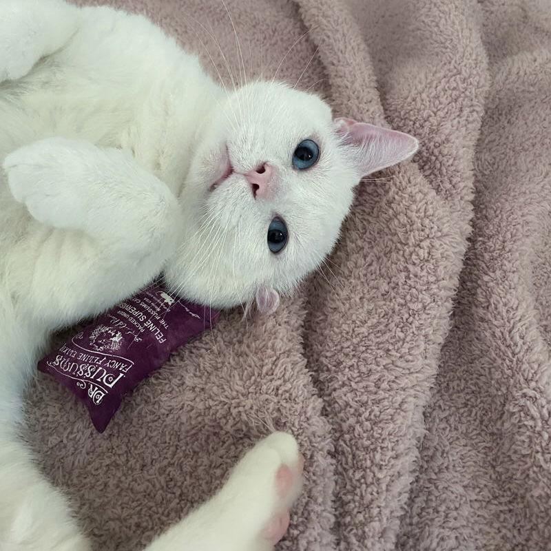 Angelo, a Adoptable Domestic Short Hair in Dublin, OH image 1/3