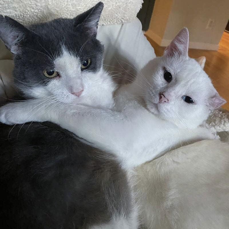 Angelo, a Adoptable Domestic Short Hair in Dublin, OH image 2/3