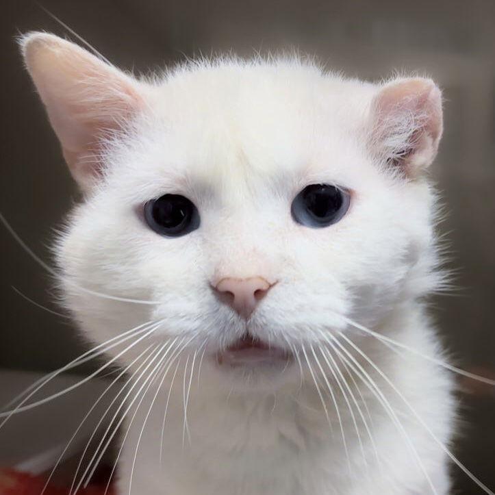 Angelo, a Adoptable Domestic Short Hair in Dublin, OH image 3/3