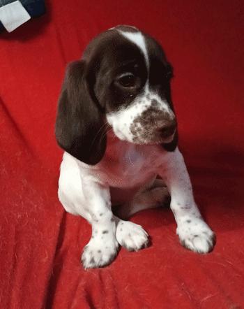 Zelda, Adoptable, Puppy Female Beagle.