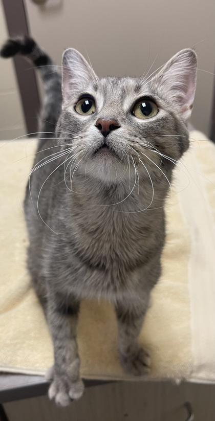 Enlarge Tabitha, a Adoptable mixed breed in Detroit, MI image 1/1